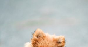 Kediler İçin Farklı Mama Türleri: Royal Canin Kitten, Felicia Sterilised Somonlu Hypoallergenic ve Gimcat Malt Soft Extra mamafabrikasi 2