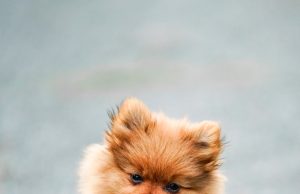 Kediler İçin Farklı Mama Türleri: Royal Canin Kitten, Felicia Sterilised Somonlu Hypoallergenic ve Gimcat Malt Soft Extra mamafabrikasi 2