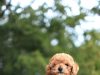 Kore Poodle ve Toy Poodle: Sevimli ve Enerjik Evcil Köpekler ddhpoodletoyizmir.com1