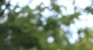 Kore Poodle ve Toy Poodle: Sevimli ve Enerjik Evcil Köpekler ddhpoodletoyizmir.com1