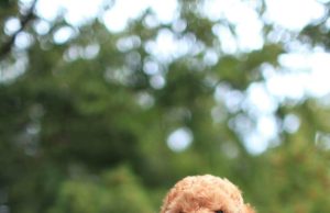 Kore Poodle ve Toy Poodle: Sevimli ve Enerjik Evcil Köpekler ddhpoodletoyizmir.com1