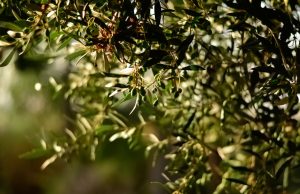 Doğal Lezzetlerin Sofralardaki Buluşması: Bilye Kekik, Ev Tarhanası ve Ayvalık Zeytinleri birellerzeytin6